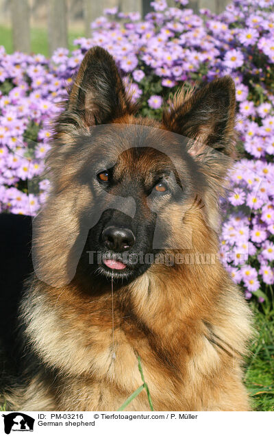 Deutscher Schferhund / German shepherd / PM-03216