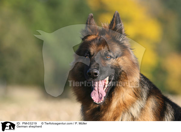 Deutscher Schferhund / German shepherd / PM-03219