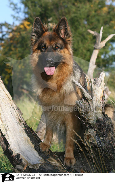 Deutscher Schferhund / German shepherd / PM-03223