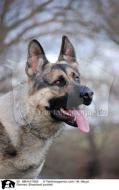 Deutscher Schferhund Portrait / German Shepherd portrait / MEH-01062