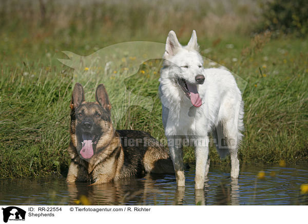 Schferhunde / Shepherds / RR-22554