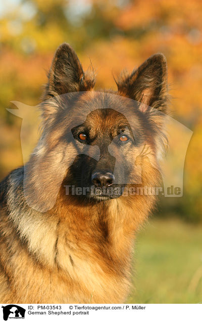 Deutscher Schferhund Portrait / German Shepherd portrait / PM-03543