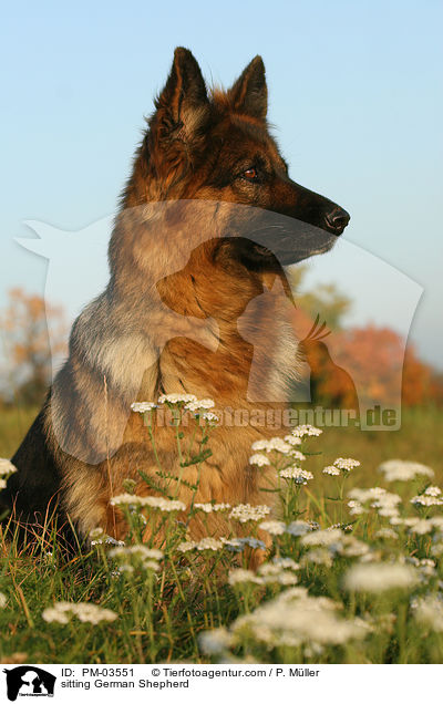 sitzender Deutscher Schferhund / sitting German Shepherd / PM-03551