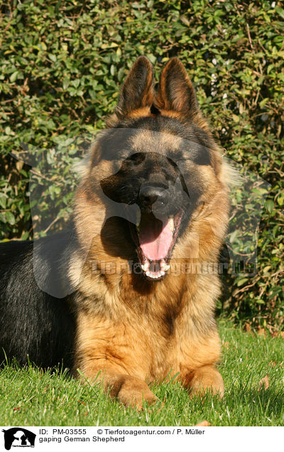 ghnender Deutscher Schferhund / gaping German Shepherd / PM-03555