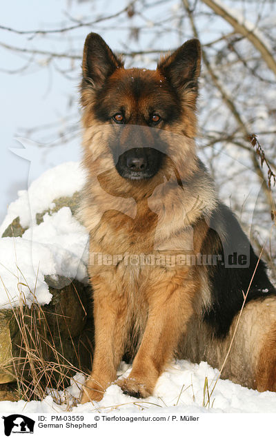 German Shepherd / PM-03559