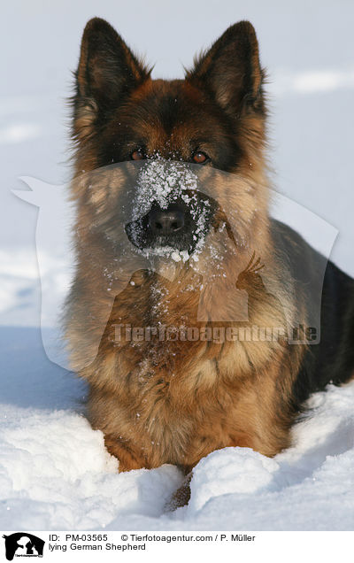 liegender Deutscher Schferhund / lying German Shepherd / PM-03565