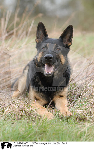 German Shepherd / MR-01063