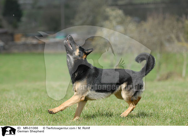 German Shepherd / MR-01066