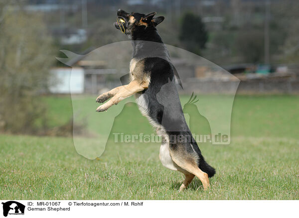 German Shepherd / MR-01067