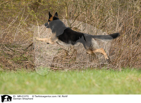 German Shepherd / MR-01070