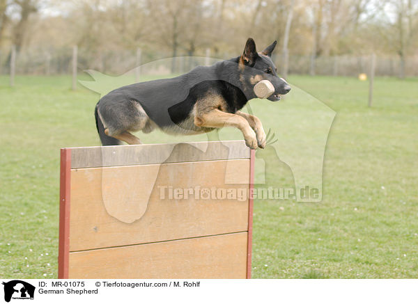 Deutscher Schferhund / German Shepherd / MR-01075
