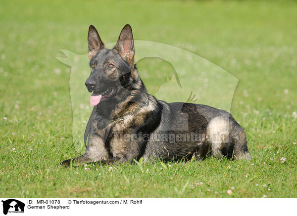 Deutscher Schferhund / German Shepherd / MR-01078