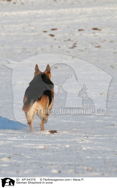 Deutscher Schferhund im Schnee / German Shepherd in snow / AP-04379