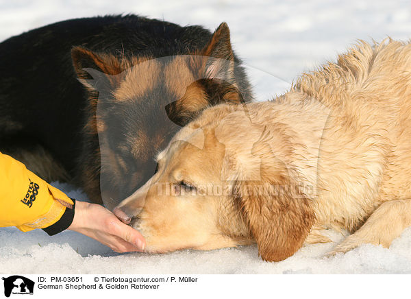 Deutscher Schferhund & Golden Retriever / German Shepherd & Golden Retriever / PM-03651