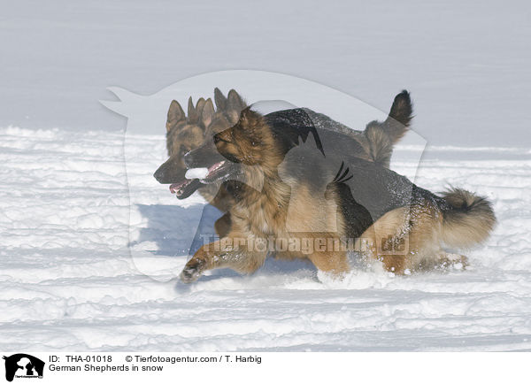 Deutsche Schferhunde im Schnee / German Shepherds in snow / THA-01018