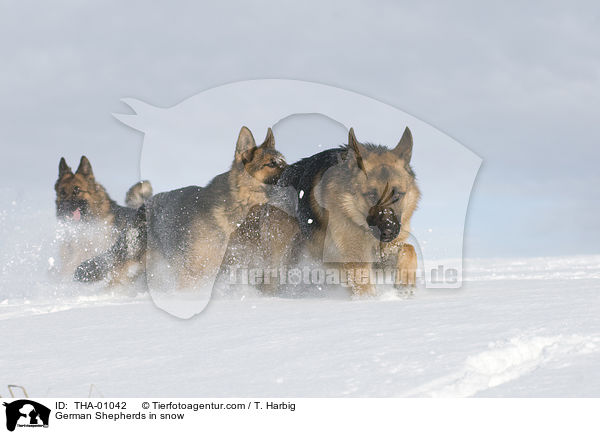 German Shepherds in snow / THA-01042