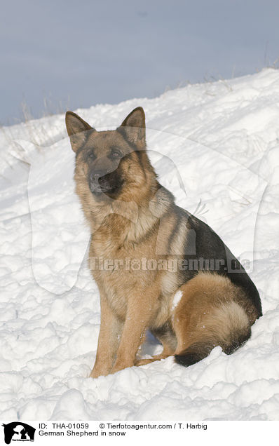 Deutscher Schferhund im Schnee / German Shepherd in snow / THA-01059