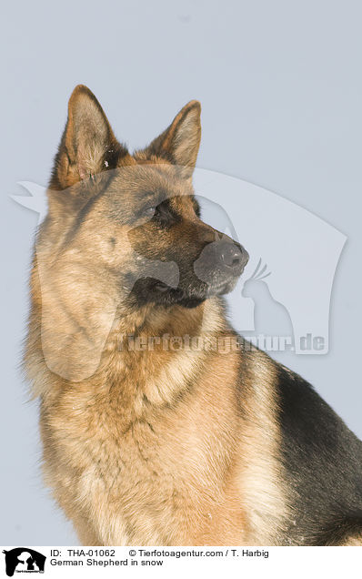 German Shepherd in snow / THA-01062