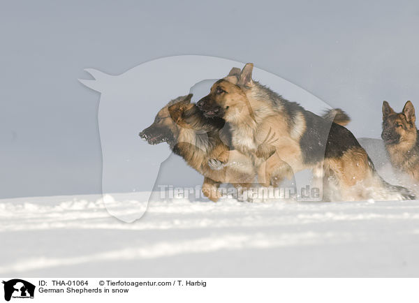 Deutsche Schferhunde im Schnee / German Shepherds in snow / THA-01064