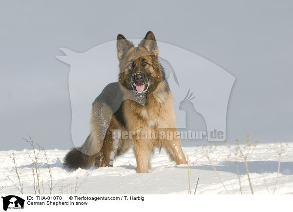 Deutscher Schferhund im Schnee / German Shepherd in snow / THA-01070