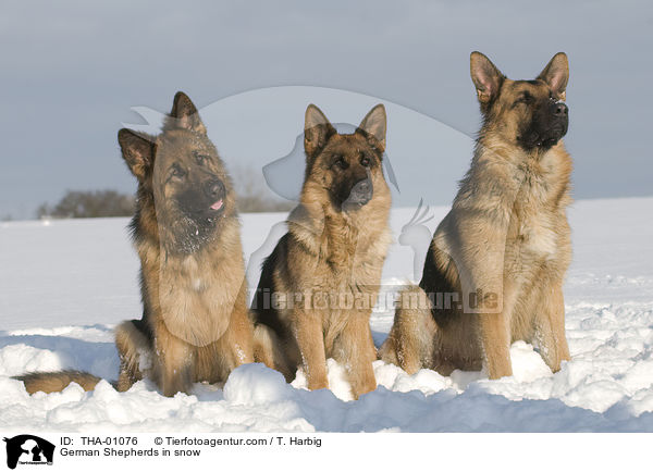 German Shepherds in snow / THA-01076