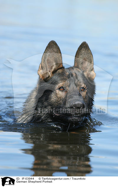 Deutscher Schferhund Portrait / German Shepherd Portrait / IF-03944