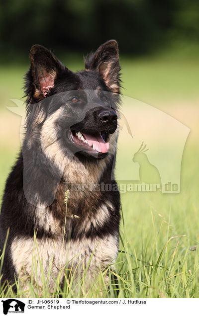 German Shepherd / JH-06519