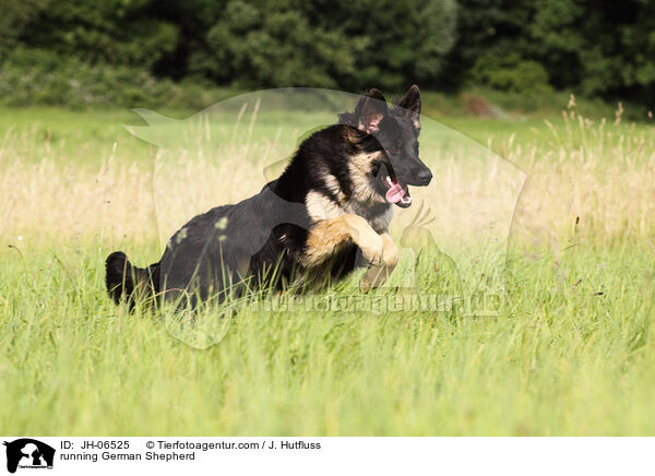 running German Shepherd / JH-06525