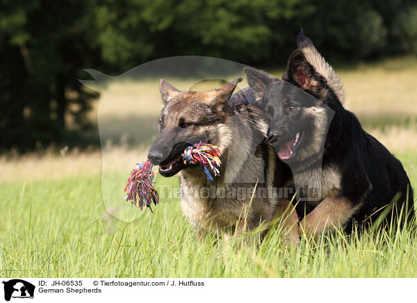 German Shepherds / JH-06535