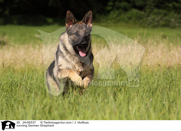 running German Shepherd / JH-06537