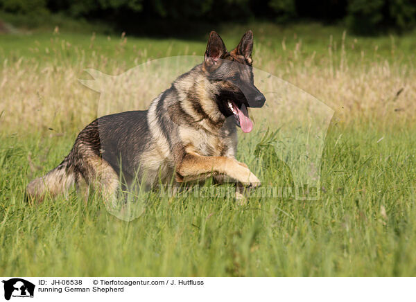 rennender Deutscher Schferhund / running German Shepherd / JH-06538