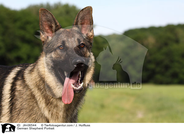 German Shepherd Portrait / JH-06544