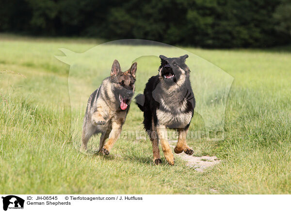 German Shepherds / JH-06545