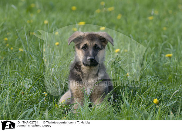 Deutscher Schferhund Welpe / german shepherd puppy / THA-02731