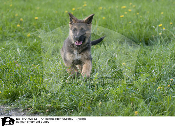 german shepherd puppy / THA-02732