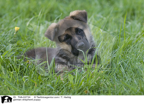 german shepherd puppy / THA-02734