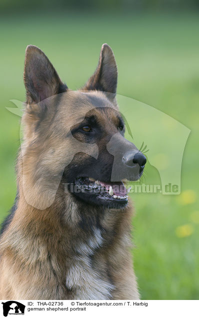 Deutscher Schferhund Portrait / german shepherd portrait / THA-02736