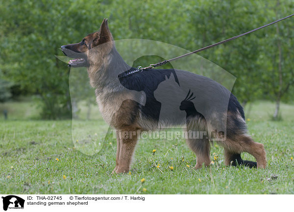 stehender Deutscher Schferhund / standing german shepherd / THA-02745
