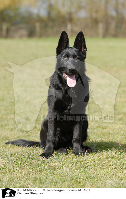 Deutscher Schferhund / German Shepherd / MR-02995