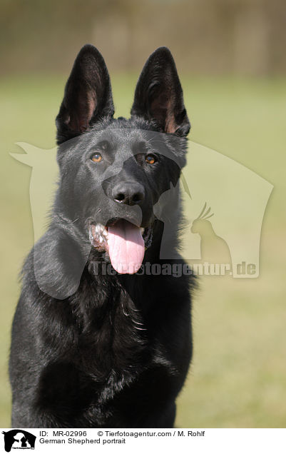 Deutscher Schferhund Portrait / German Shepherd portrait / MR-02996