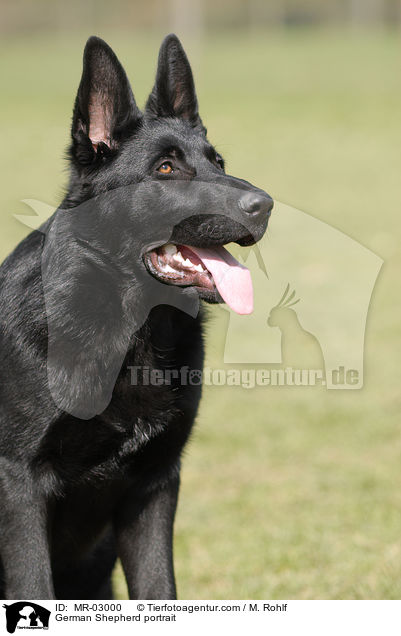 Deutscher Schferhund Portrait / German Shepherd portrait / MR-03000