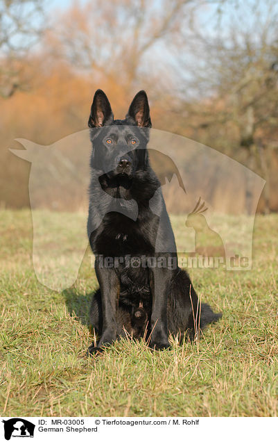 German Shepherd / MR-03005