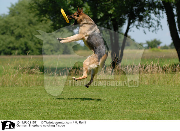 German Shepherd catching frisbee / MR-03157