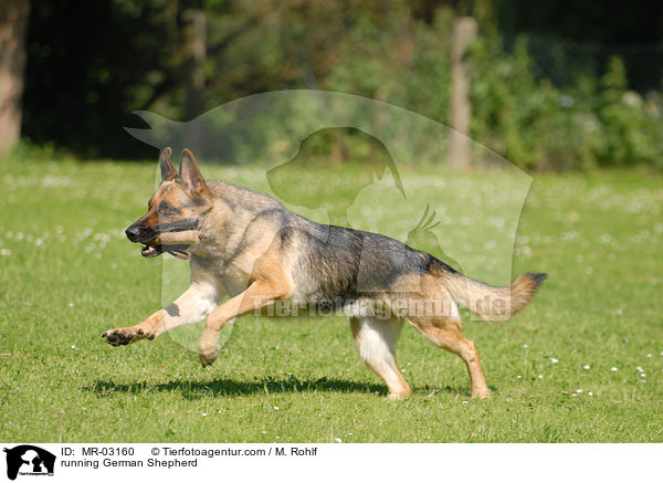 running German Shepherd / MR-03160