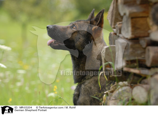 Deutscher Schferhund Portrait / German Shepherd Portrait / MR-03204