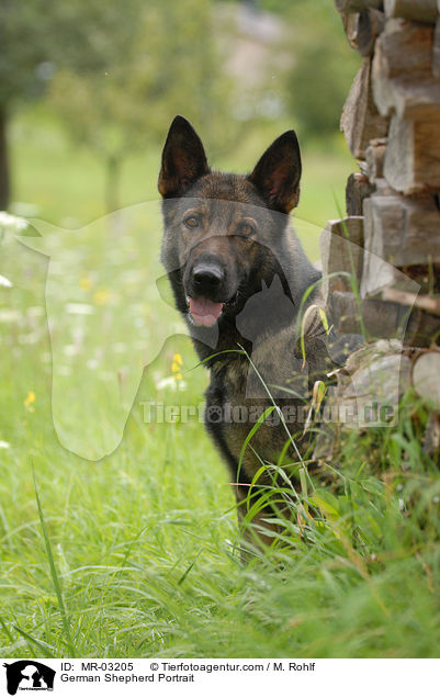 Deutscher Schferhund Portrait / German Shepherd Portrait / MR-03205