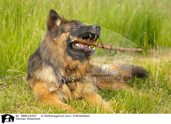 Deutscher Schferhund / German Shepherd / DMS-02937