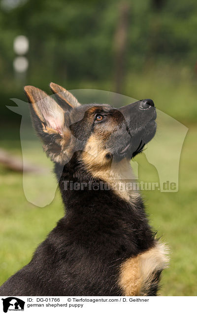 german shepherd puppy / DG-01766