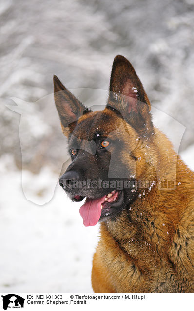 German Shepherd Portrait / MEH-01303