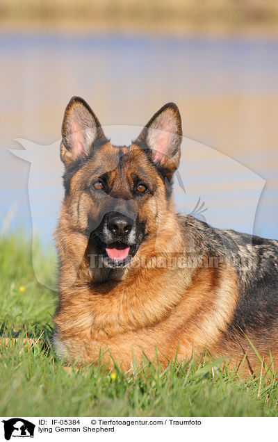 lying German Shepherd / IF-05384